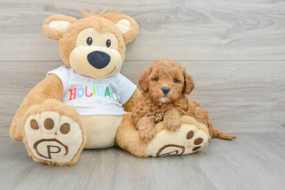 Mini Goldendoodle Pup Being Cute