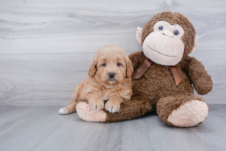 Mini Goldendoodle Puppy for Adoption