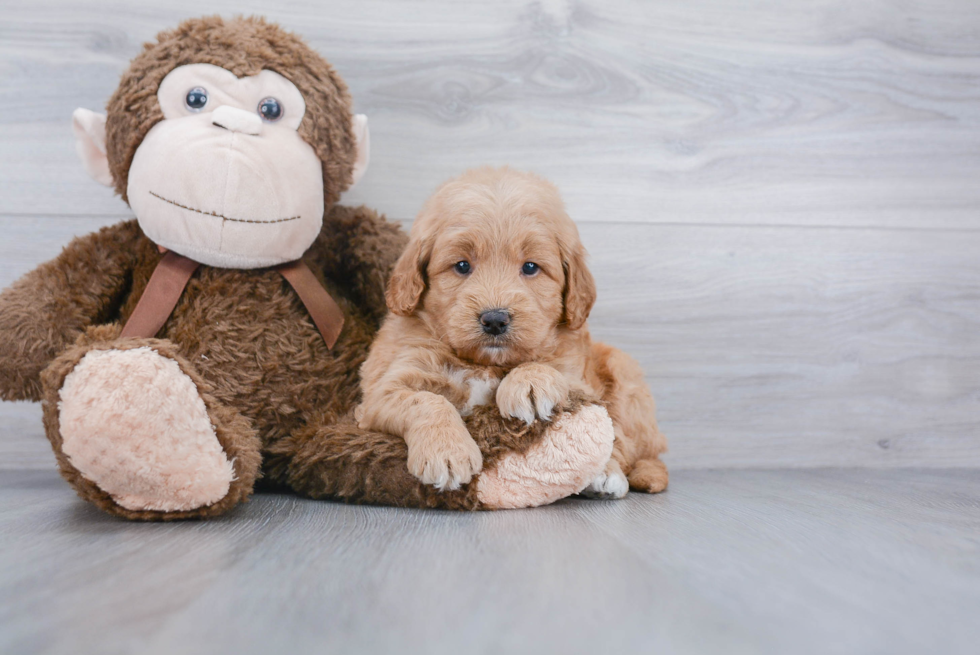 Funny Mini Goldendoodle Poodle Mix Pup