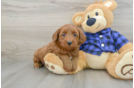 Mini Goldendoodle Puppy for Adoption