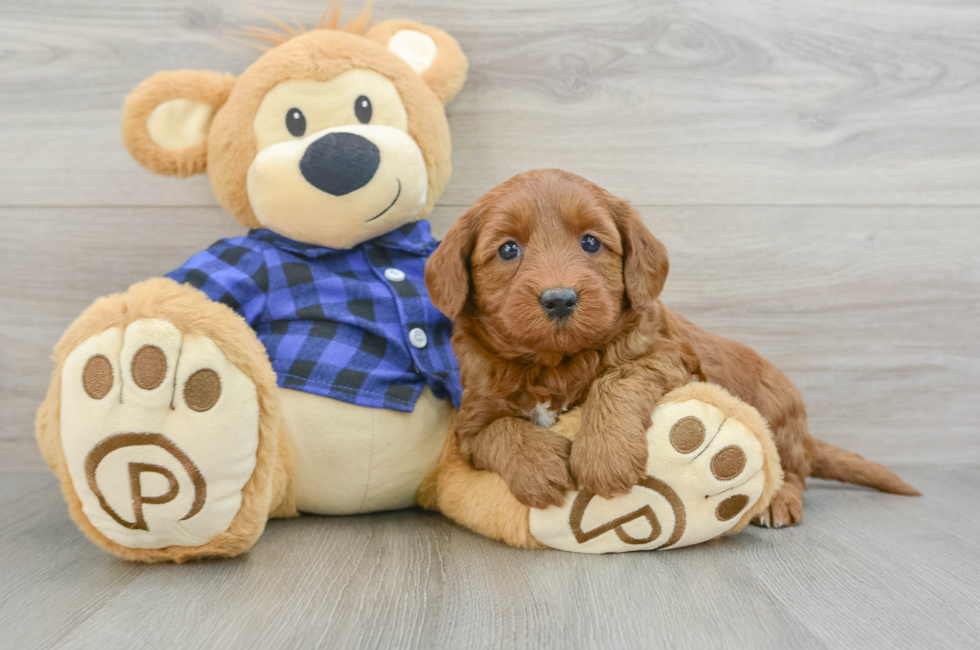 6 week old Mini Goldendoodle Puppy For Sale - Premier Pups