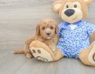 7 week old Mini Goldendoodle Puppy For Sale - Premier Pups