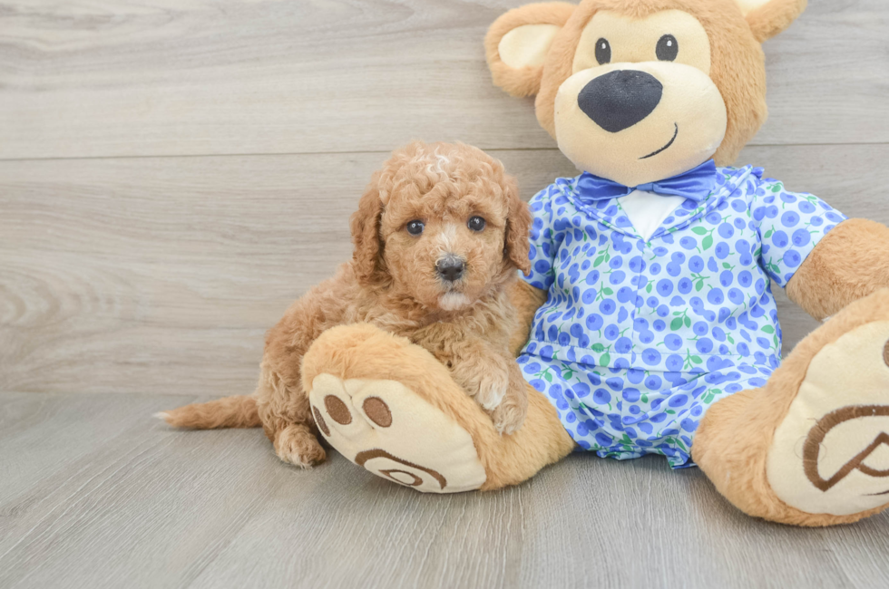 5 week old Mini Goldendoodle Puppy For Sale - Premier Pups