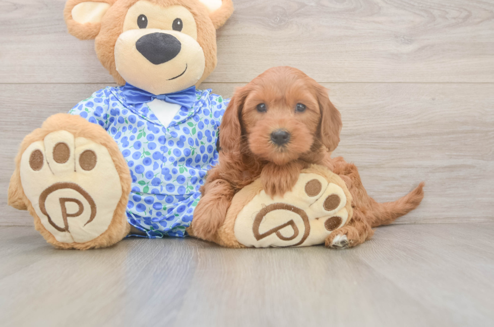 6 week old Mini Goldendoodle Puppy For Sale - Premier Pups