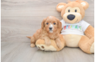 Best Mini Goldendoodle Baby
