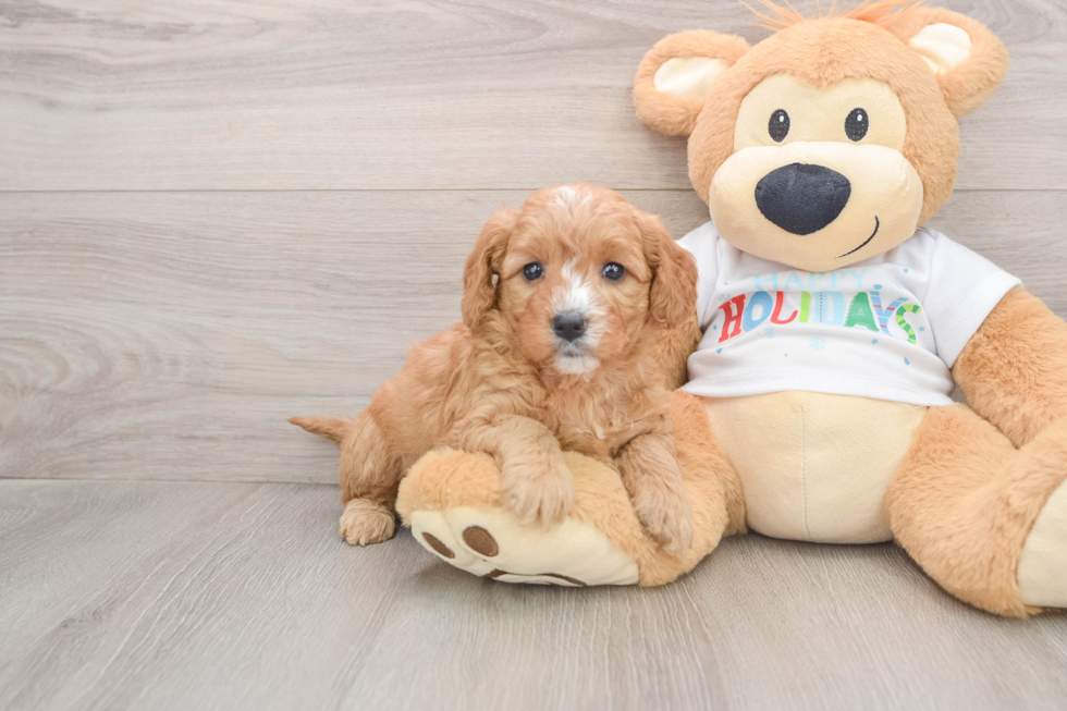 Best Mini Goldendoodle Baby
