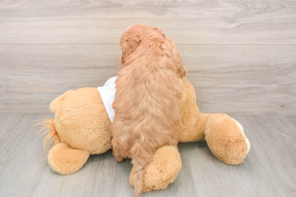 Happy Mini Goldendoodle Baby