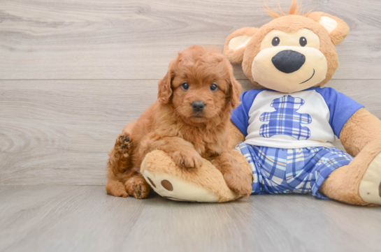 Fluffy Mini Goldendoodle Poodle Mix Pup