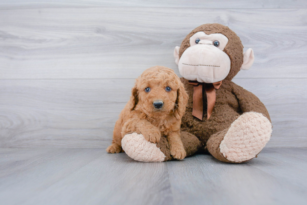 Best Mini Goldendoodle Baby