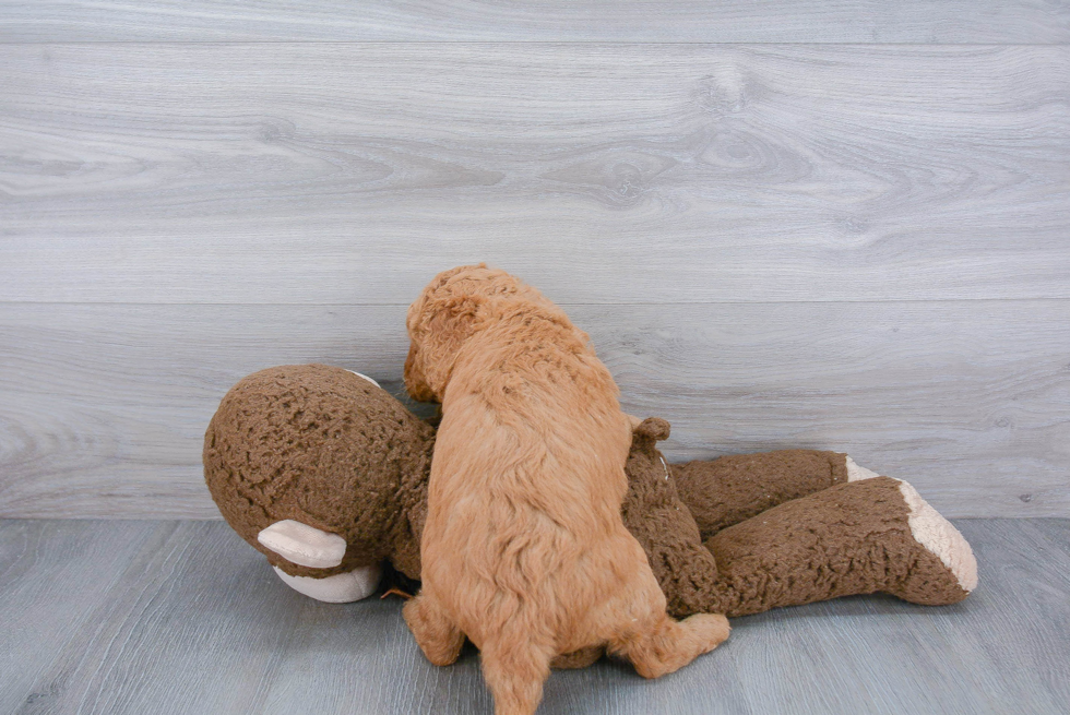 Energetic Golden Retriever Poodle Mix Puppy