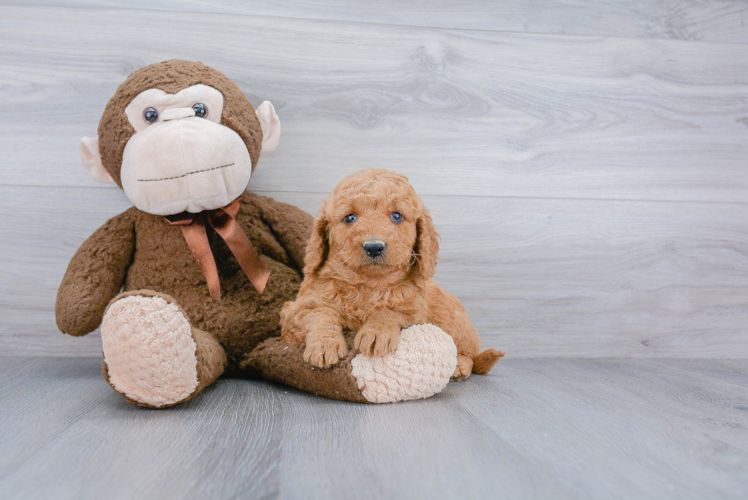 Mini Goldendoodle Pup Being Cute