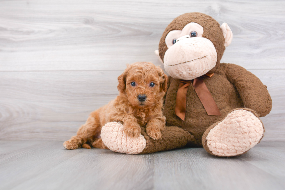 Adorable Golden Retriever Poodle Mix Puppy