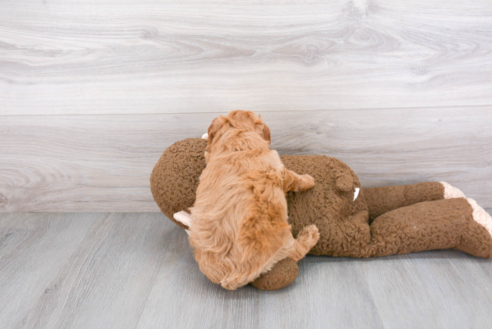 Mini Goldendoodle Pup Being Cute