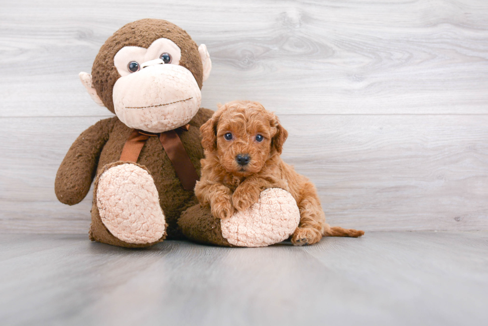 Petite Mini Goldendoodle Poodle Mix Pup