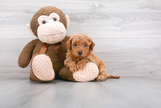 Petite Mini Goldendoodle Poodle Mix Pup