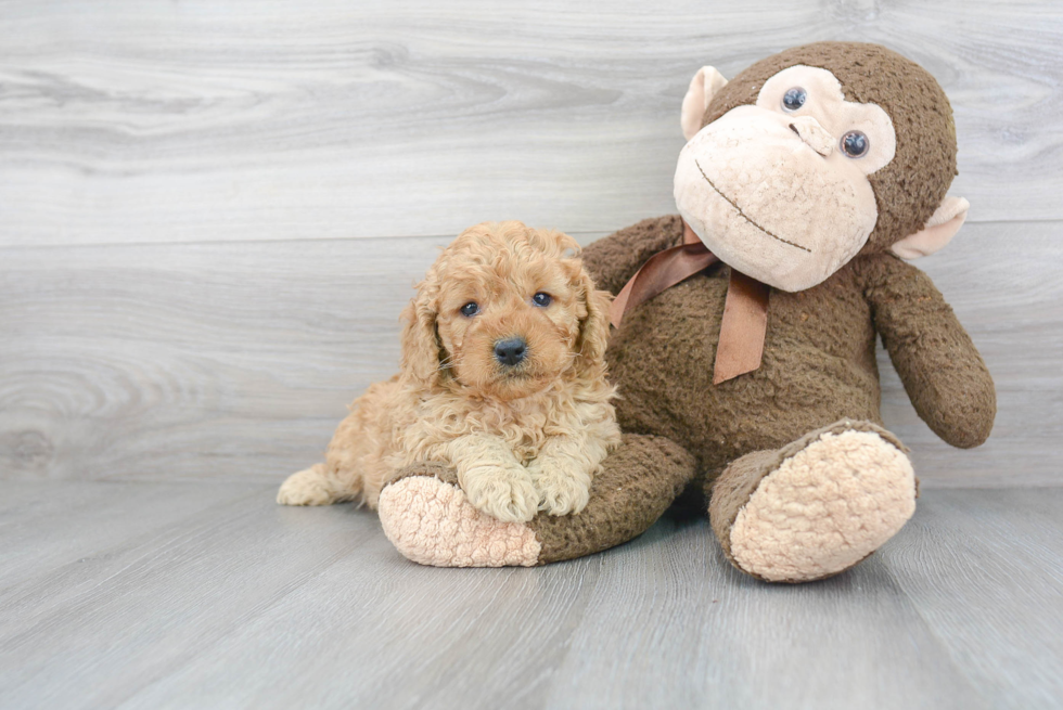 Friendly Mini Goldendoodle Baby