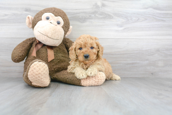 Playful Golden Retriever Poodle Mix Puppy