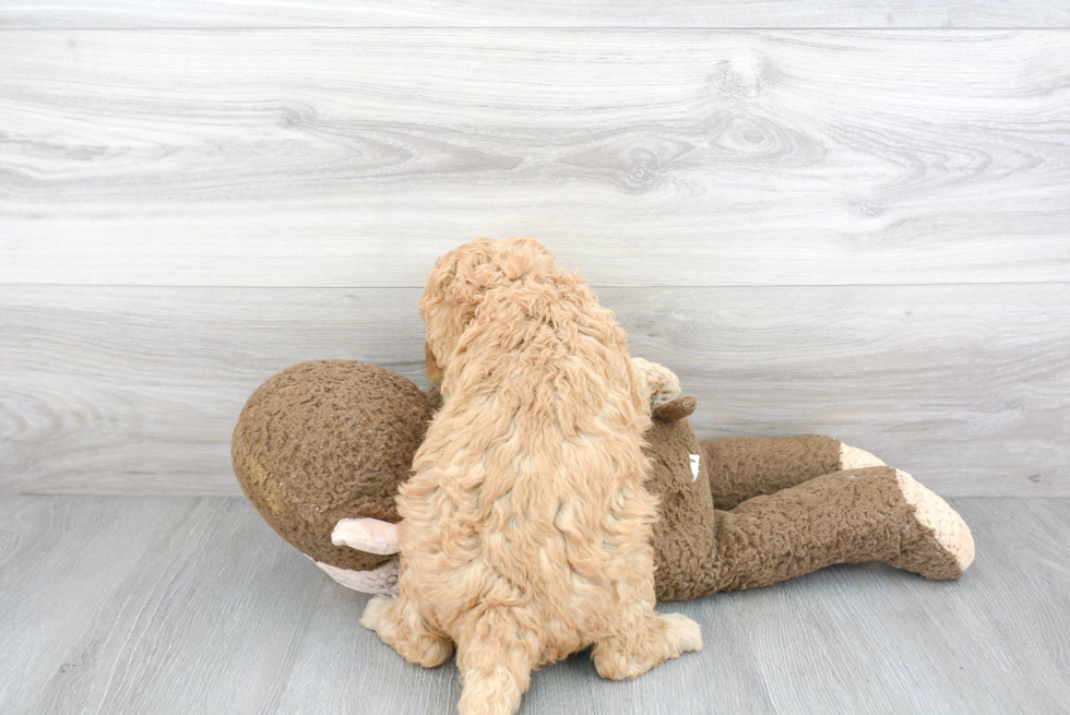 Playful Golden Retriever Poodle Mix Puppy