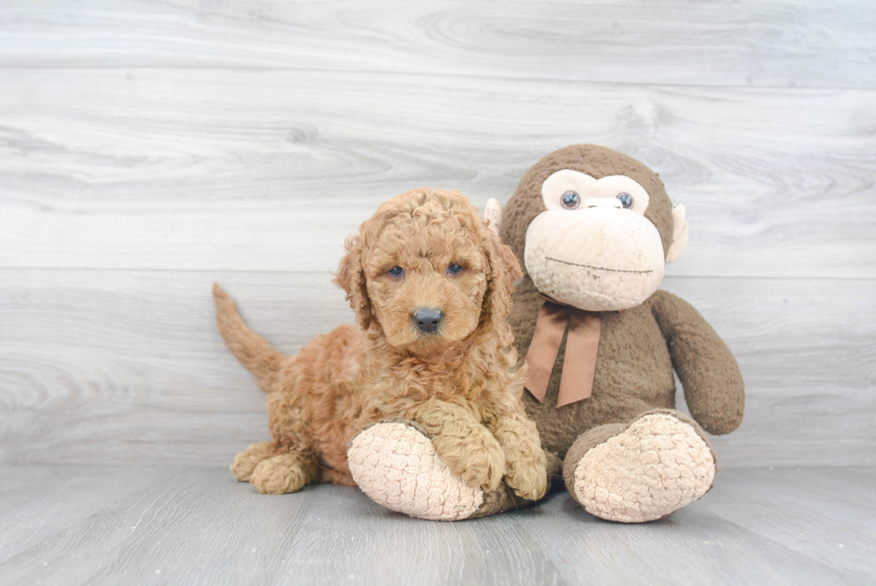 Happy Mini Goldendoodle Baby