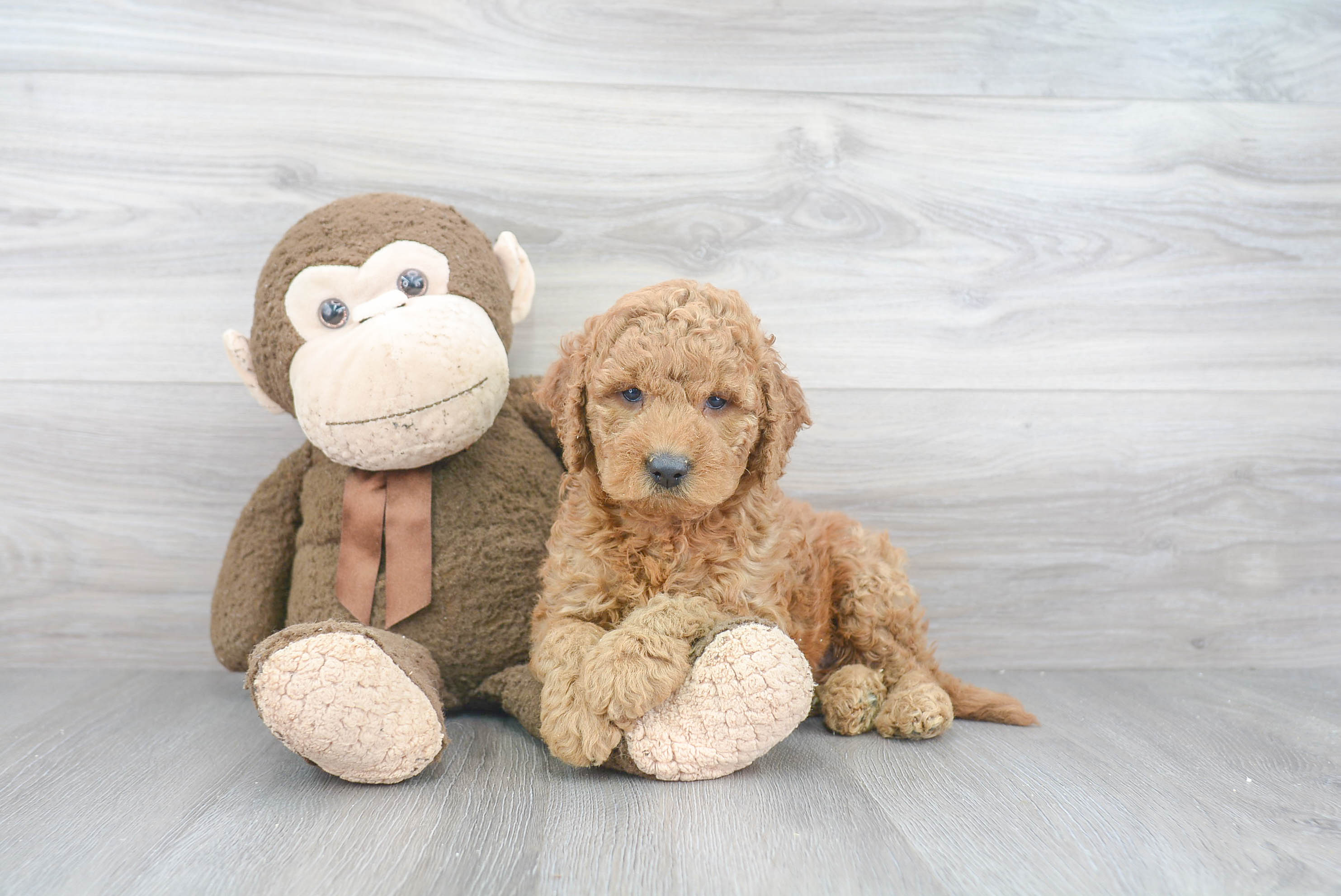 Mini Goldendoodle Pup Being Cute