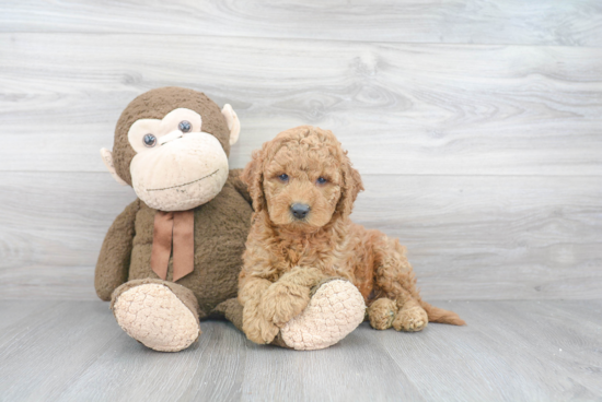 Mini Goldendoodle Pup Being Cute