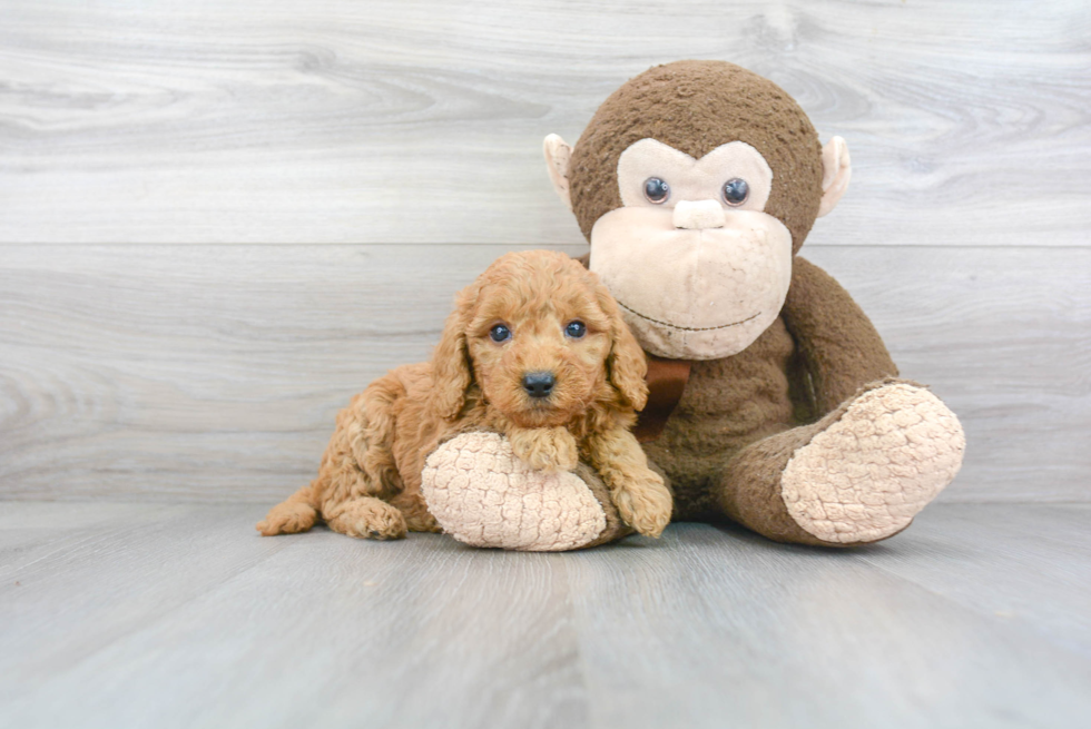 Mini Goldendoodle Pup Being Cute