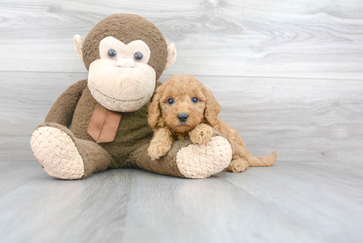 Mini Goldendoodle Puppy for Adoption