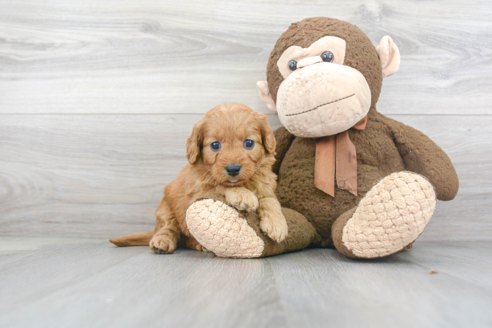 Mini Goldendoodle Puppy for Adoption