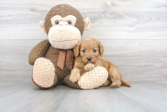 Sweet Mini Goldendoodle Baby