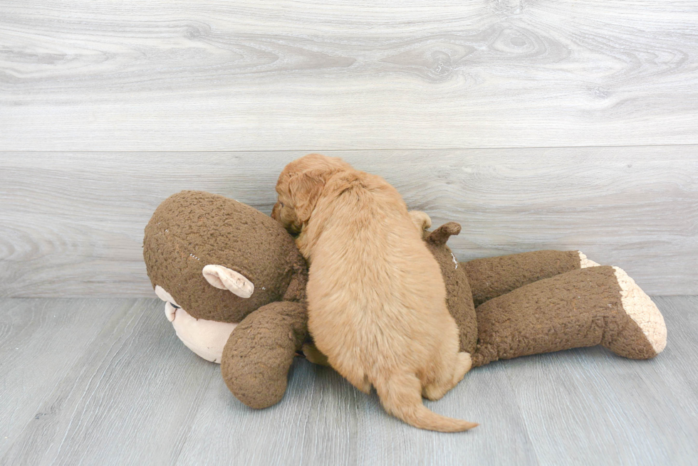 Fluffy Mini Goldendoodle Poodle Mix Pup