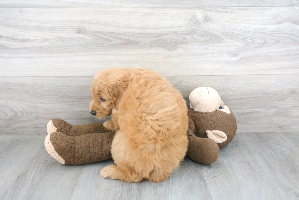 Fluffy Mini Goldendoodle Poodle Mix Pup