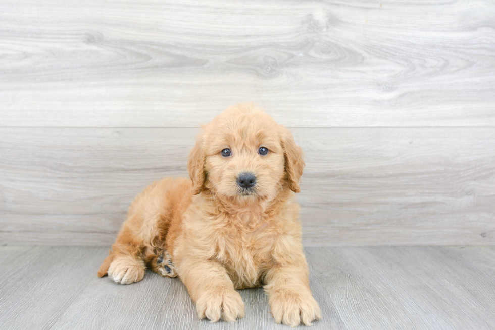 Energetic Golden Retriever Poodle Mix Puppy