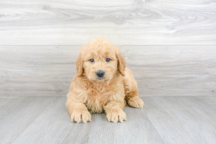 Mini Goldendoodle Pup Being Cute