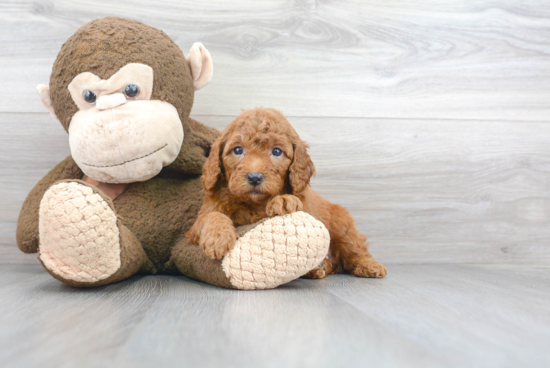 Mini Goldendoodle Puppy for Adoption