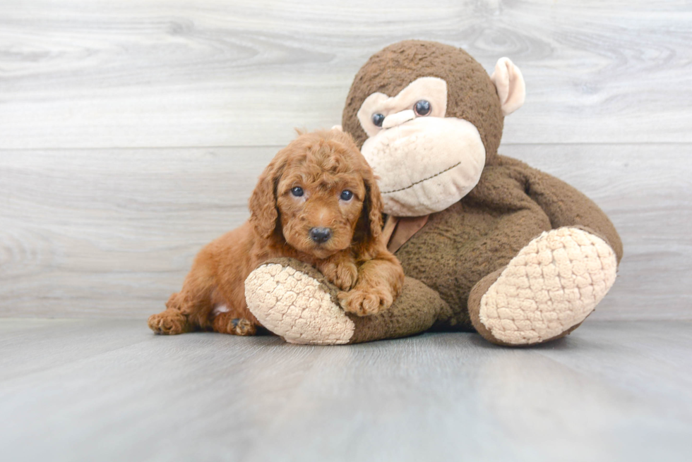 Energetic Golden Retriever Poodle Mix Puppy