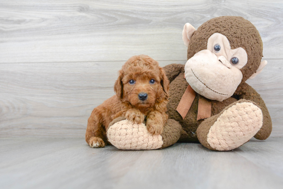 Mini Goldendoodle Pup Being Cute