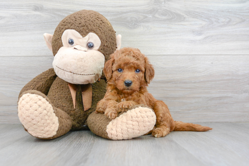 Best Mini Goldendoodle Baby