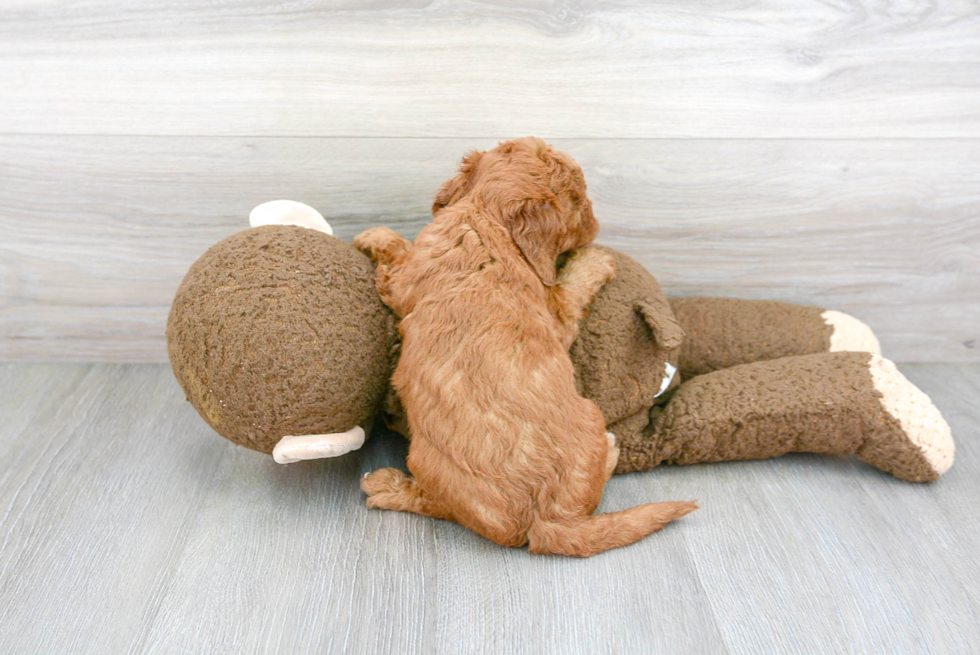 Best Mini Goldendoodle Baby