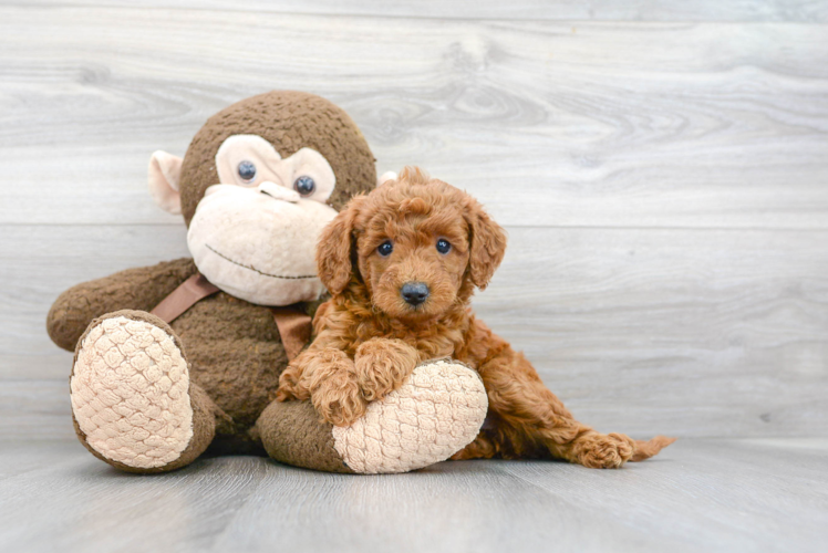 Mini Goldendoodle Pup Being Cute