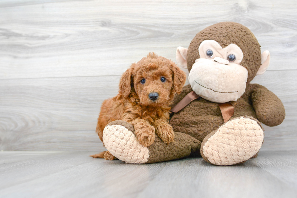 Mini Goldendoodle Puppy for Adoption