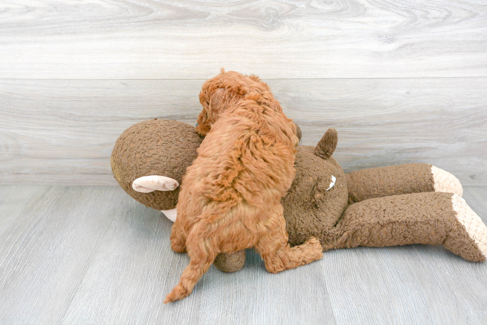 Best Mini Goldendoodle Baby