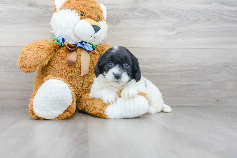 Mini Goldendoodle Puppy for Adoption