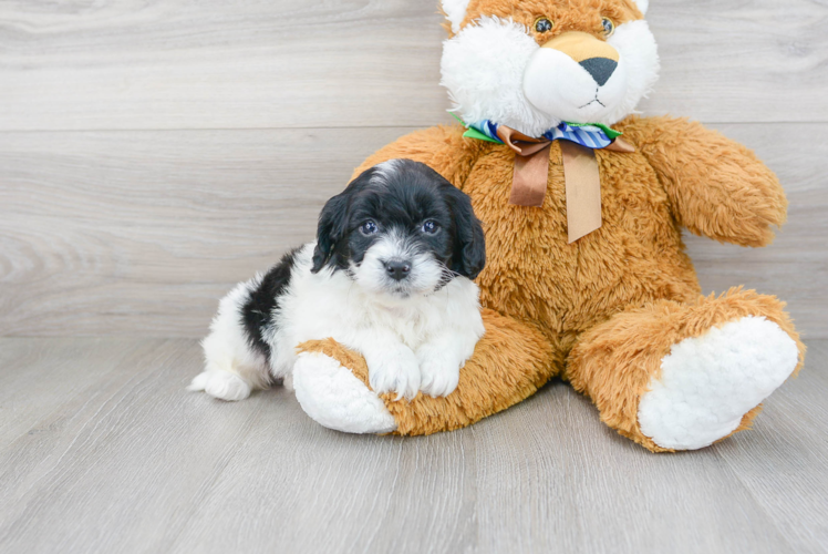 Adorable Golden Retriever Poodle Mix Puppy