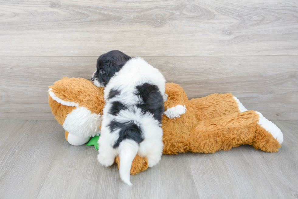 Small Mini Goldendoodle Baby