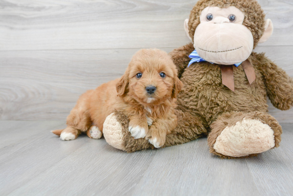Cute Mini Goldendoodle Poodle Mix Pup