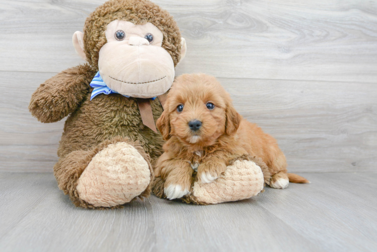 Cute Golden Retriever Poodle Mix Puppy