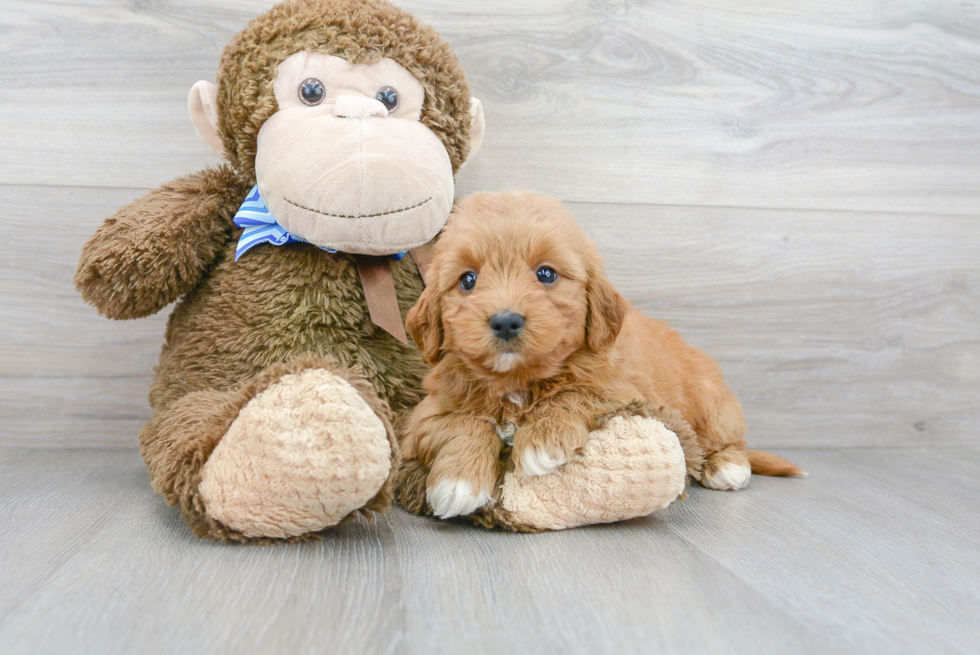 Cute Golden Retriever Poodle Mix Puppy