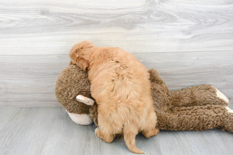 Cute Mini Goldendoodle Poodle Mix Pup