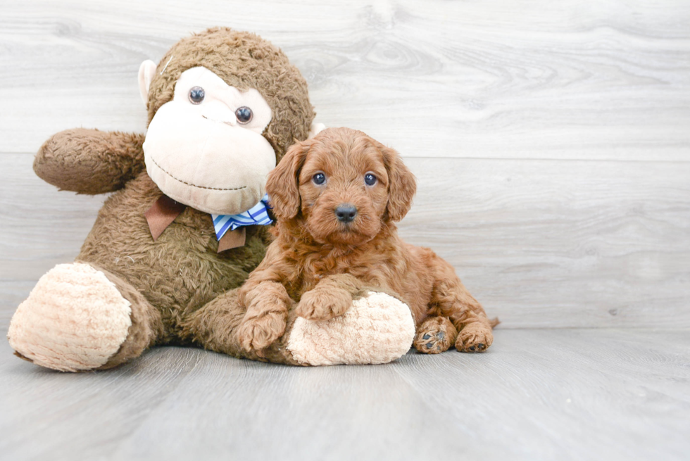 Mini Goldendoodle Puppy for Adoption