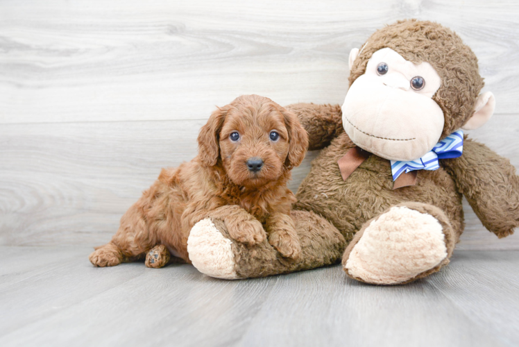 Funny Mini Goldendoodle Poodle Mix Pup